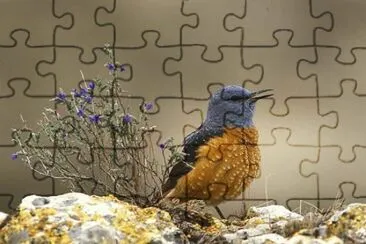 Merla jigsaw puzzle