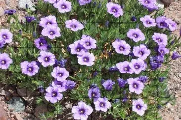 Flores jigsaw puzzle