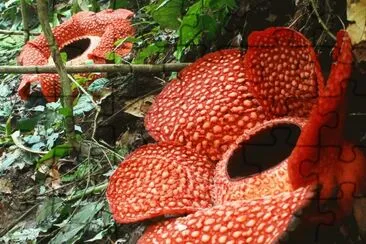 rafflesia arnoldii