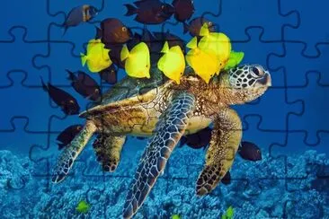 turtle-and-fishes jigsaw puzzle