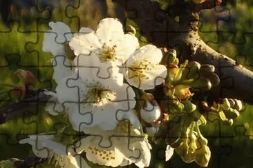 fiori di ciliegio