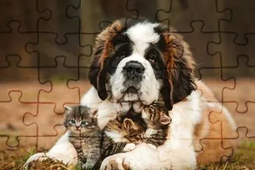 St-Bernard-Dog