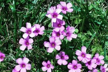 Oxalis1
