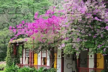 flores