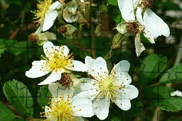 White wild roses1 jigsaw puzzle