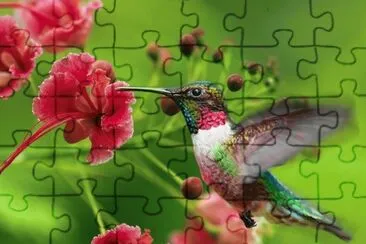 DÃ­a Internacional de las Aves jigsaw puzzle
