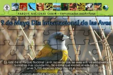 DÃ­a Internacional de las Aves