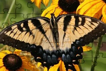 butterfly_color jigsaw puzzle