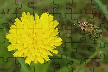 Dandelion2 jigsaw puzzle