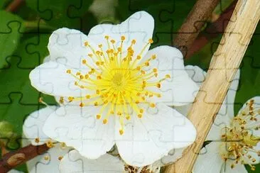 White wild rose2