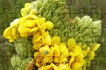 Yellow flowers on spike