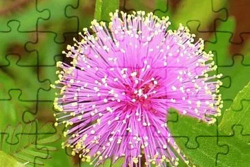 Mimosa flower