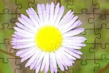 Lesser fleabane