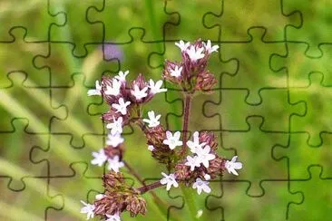Tiny pale lavender wildflowers1 jigsaw puzzle