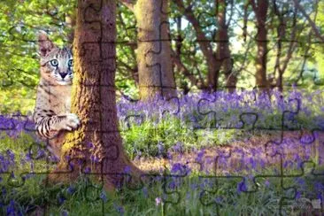 Wonderland bluebells
