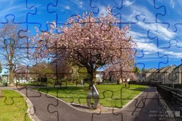Cherry Blossom Kilsyth jigsaw puzzle