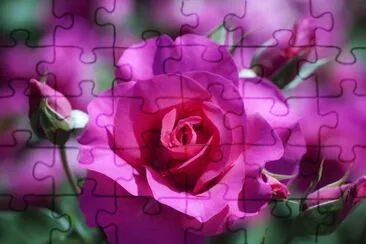 rosa rosa jigsaw puzzle