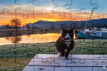 פאזל של Cat Sunrise