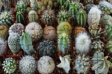 Cactus