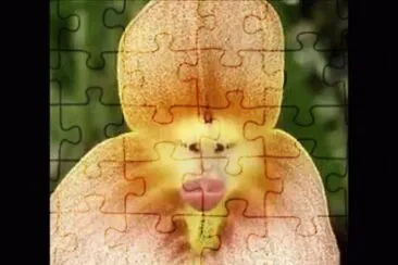 CARA DE MACACO jigsaw puzzle
