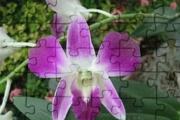 DENDRUBION jigsaw puzzle