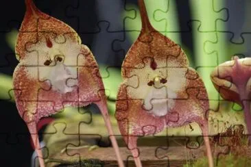 SIMIO jigsaw puzzle