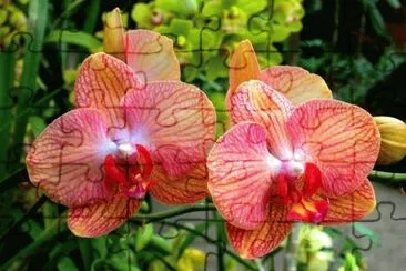 SOBERANA jigsaw puzzle