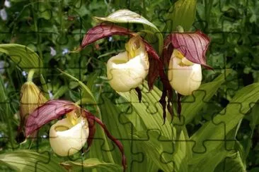 ZAPATICO jigsaw puzzle