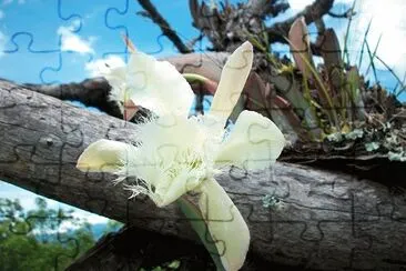 HONDUREÃ‘A jigsaw puzzle