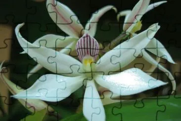 EXOTICA jigsaw puzzle