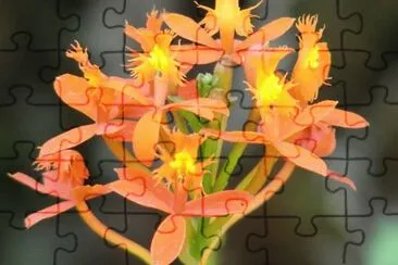 ECUATORIANA jigsaw puzzle