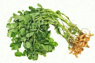 JordnÃ¶t jigsaw puzzle