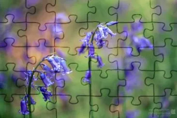 Bluebells