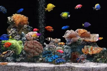 Acuarium