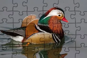 Pato-Mandarin jigsaw puzzle