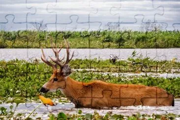 Esteros del IberÃ¡. Corrientes. Argentina jigsaw puzzle