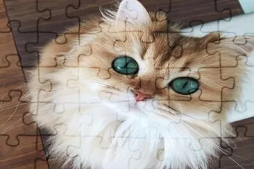 Lindo Gatito