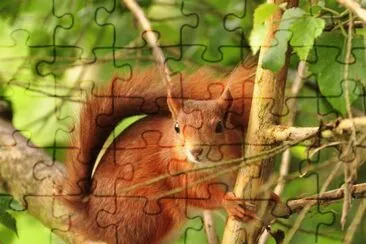 Ardilla jigsaw puzzle