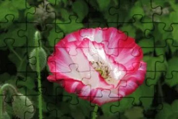 pavot bicolore jigsaw puzzle