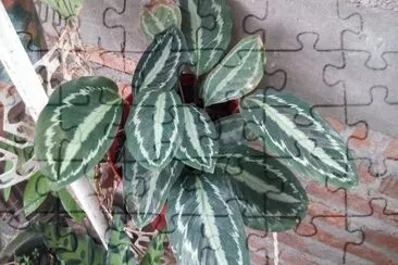 hojas jigsaw puzzle