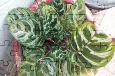 hojas jigsaw puzzle