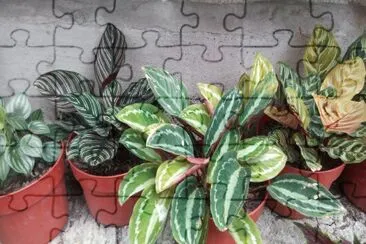 hojas jigsaw puzzle