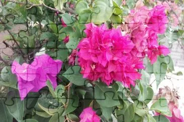 bugambilia jigsaw puzzle