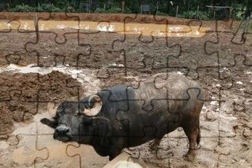 Búfalo jigsaw puzzle