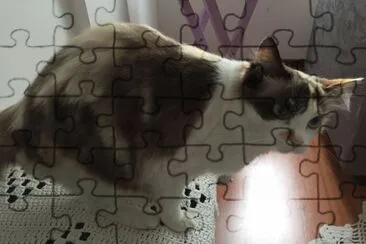 Gata Lua jigsaw puzzle