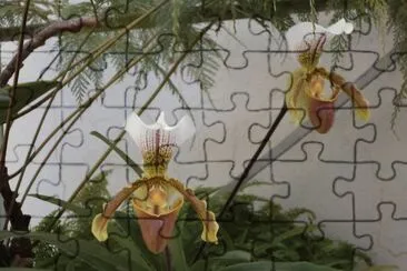 Orqui­dea Sapatinho jigsaw puzzle