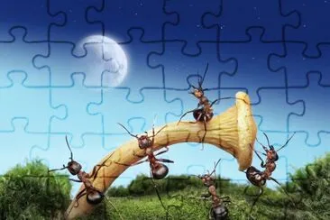 Hormigas-insects-