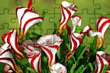 oxalis versicolor