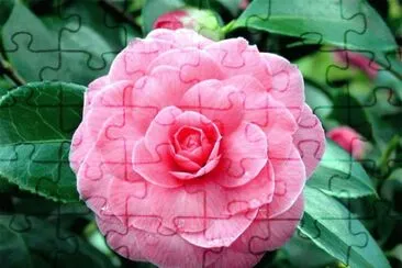camelia japÃ³nica jigsaw puzzle