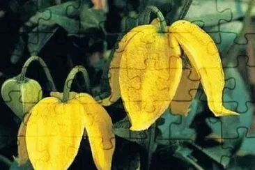 imagens jigsaw puzzle